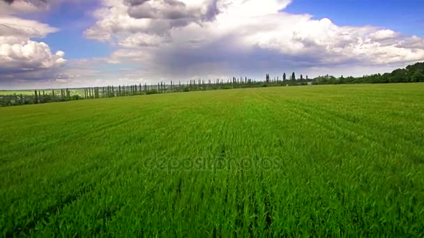 Aerial view of green wheat field — Stock Video