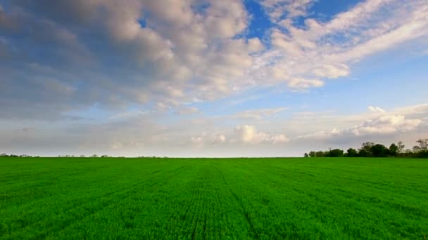 Luchtfoto van groene tarweveld — Stockvideo