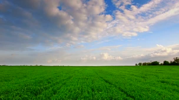 Aerial view of green wheat field — Stock Video