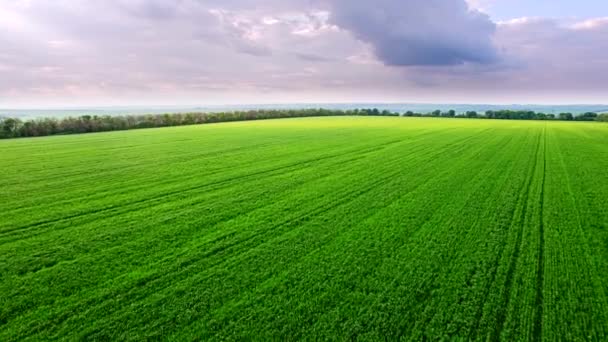 Luchtfoto van groene tarweveld — Stockvideo