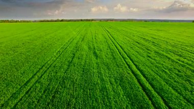 Yeşil buğday alanının havadan görünümü