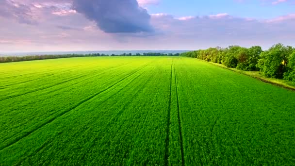 Aerial view of green wheat field — Stock Video