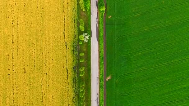 Luchtfoto van voorsteden weg tussen koolzaad en tarwe velden — Stockvideo