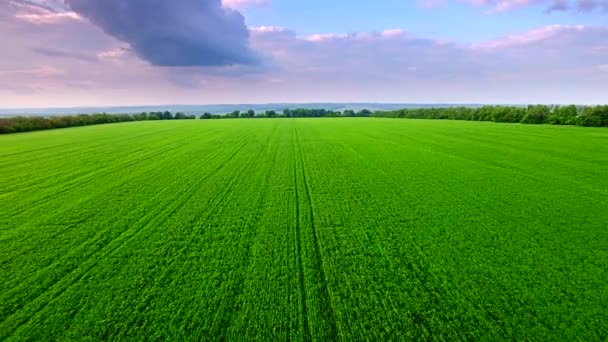 Vista aérea do campo de trigo verde — Vídeo de Stock