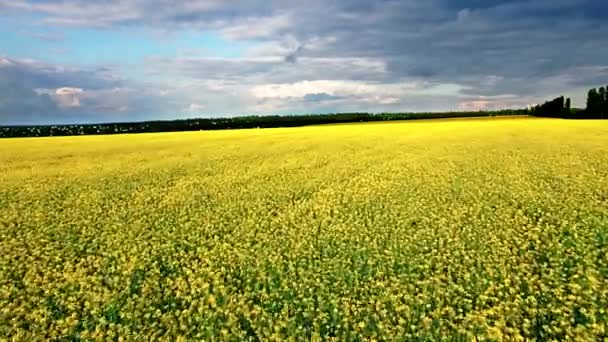 Vista aérea do campo de colza, flores amarelas e céu azul . — Vídeo de Stock