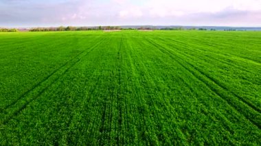 Yeşil buğday alanının havadan görünümü