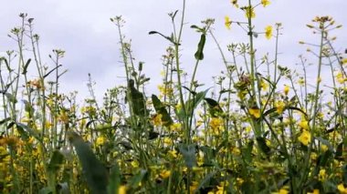Çiçek açan kanola alan ve mavi gökyüzü. Çekim dolly kadar kapatın.