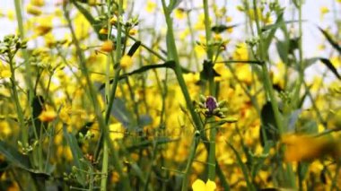 Çiçek açan kanola alan ve mavi gökyüzü. Çekim dolly kadar kapatın.