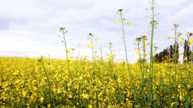 Çiçek açan kanola alan ve mavi gökyüzü. Çekim dolly kadar kapatın.