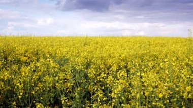 Çiçek açan kanola alan ve mavi gökyüzü. Çekim dolly kadar kapatın.
