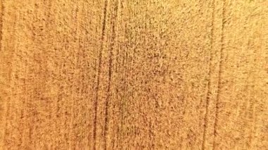 Altın buğday alanının havadan görünümü.