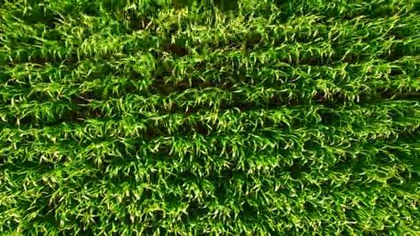 Vista aérea del campo de trigo verde — Vídeo de stock