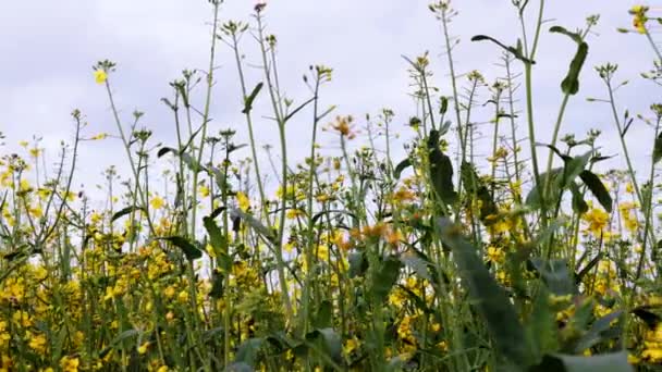 Bloeiende koolzaad veld en de blauwe hemel. Close-up van dolly schot. — Stockvideo