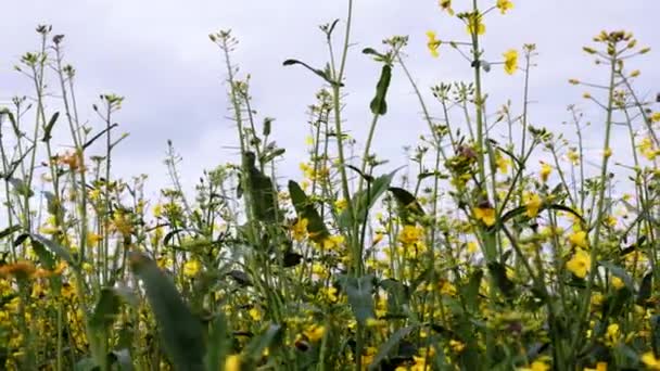 Blühendes Rapsfeld und blauer Himmel. Schuss aus nächster Nähe. — Stockvideo