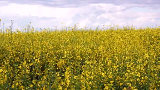 Campo de canola floreciente y cielo azul. Primer plano dolly shot . — Vídeo de stock