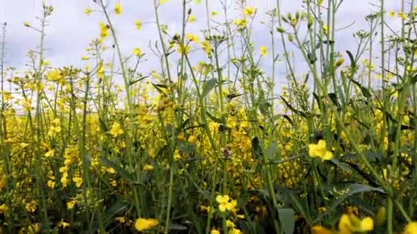 Campo de canola florescente e céu azul. Fechar dolly shot . — Vídeo de Stock