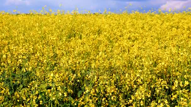 Blooming canola field and blue sky. Close up dolly shot. — Stock Video