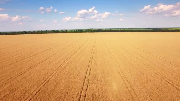 Flygfoto över guld vetefält. — Stockvideo