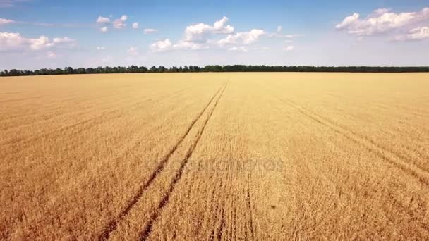 Vista aerea del campo di grano d'oro . — Video Stock