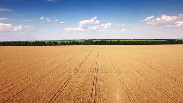 Вид с воздуха на золотое пшеничное поле . — стоковое видео