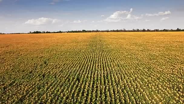 Luchtfoto van de zonnebloem veld zonnige dag — Stockvideo