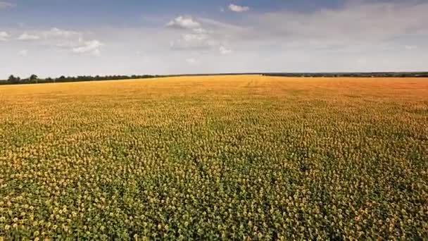 Vedere aeriană a câmpului de floarea-soarelui zi însorită — Videoclip de stoc