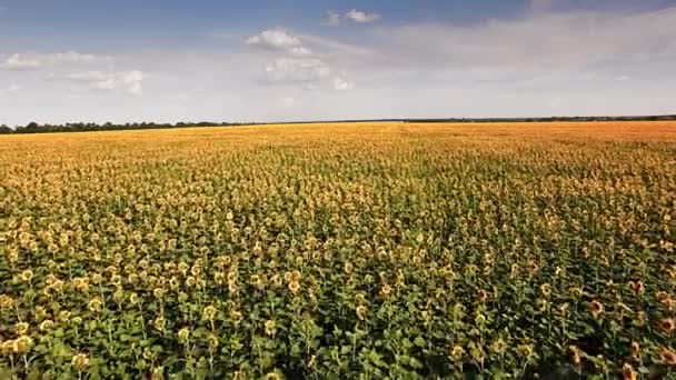 Luchtfoto van de zonnebloem veld zonnige dag — Stockvideo