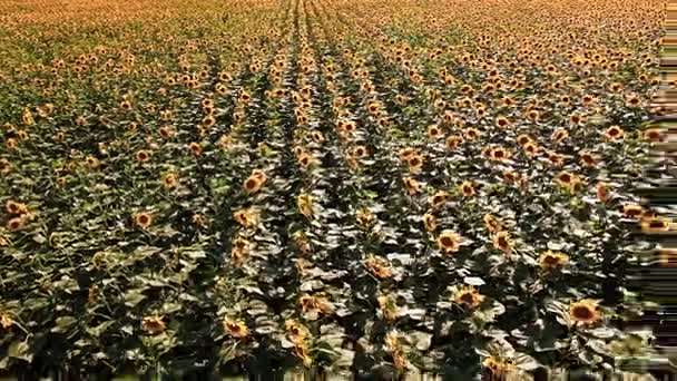 Vue aérienne du champ de tournesol journée ensoleillée 