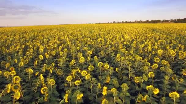 Vista aérea del campo de girasol día soleado — Vídeo de stock