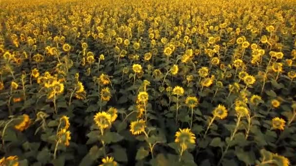 A légi felvétel a napraforgó mező napsütéses nap — Stock videók