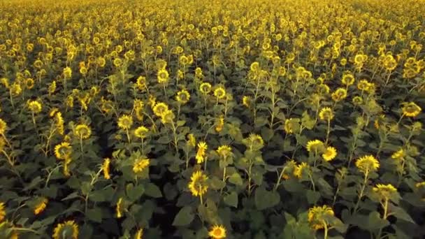 ひまわり畑の晴れた日の空撮 — ストック動画