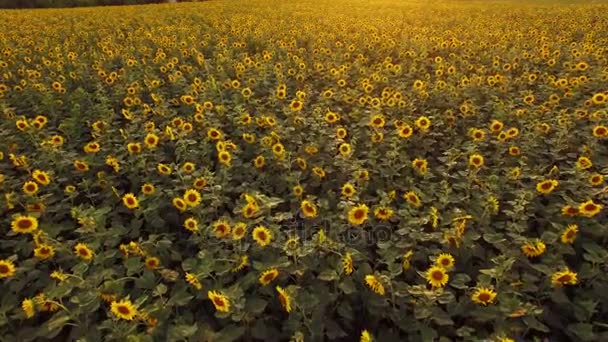 Luchtfoto van de zonnebloem veld bij zonsondergang — Stockvideo