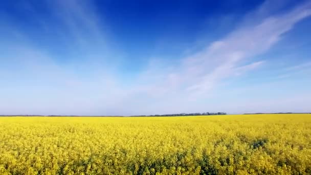 Letecký pohled na pole řepky, žluté květy a modrá obloha. — Stock video