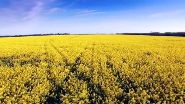Vue aérienne du champ de colza, des fleurs jaunes et du ciel bleu .