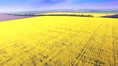 Kolza alan, sarı çiçekler ve mavi gökyüzü hava görünümünü.