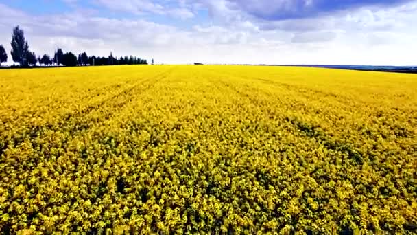 Luchtfoto van raapzaad veld, gele bloemen en blauwe hemel. — Stockvideo