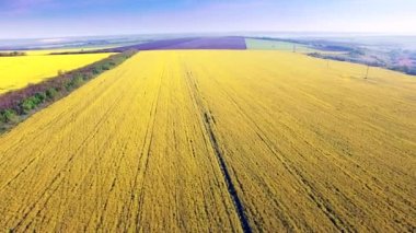 Kolza alan, sarı çiçekler ve mavi gökyüzü hava görünümünü.