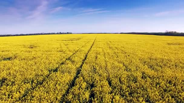 Vue aérienne du champ de colza, des fleurs jaunes et du ciel bleu .