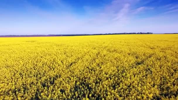 菜子油场、 黄色的花和蓝蓝的天空鸟瞰图. — 图库视频影像