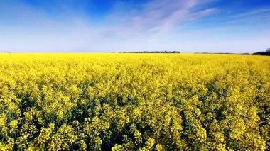 Kolza alan, sarı çiçekler ve mavi gökyüzü hava görünümünü.