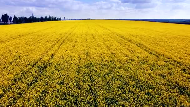 Luchtfoto van raapzaad veld, gele bloemen en blauwe hemel. — Stockvideo