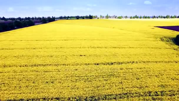 Vista aérea del campo de colza, flores amarillas y cielo azul . — Vídeo de stock