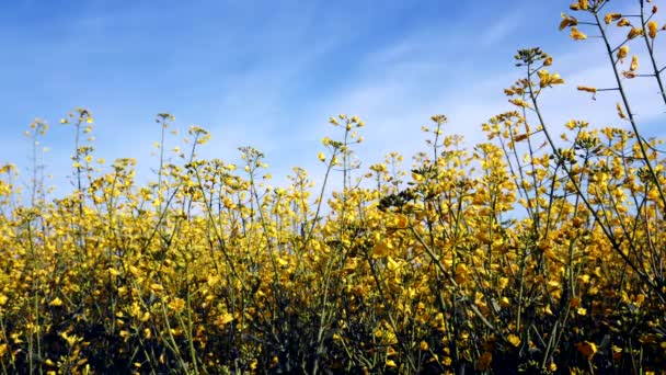 Ανθισμένα canola πεδίο και το μπλε του ουρανού. Κοντινό πλάνο. — Αρχείο Βίντεο