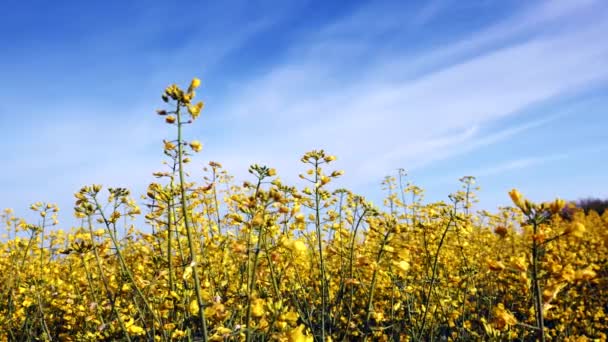 Blooming canola field adn blue sky. Close up. — Stock Video