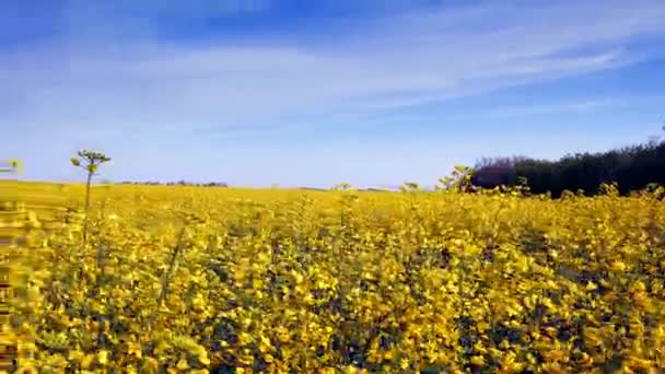 Champ de canola fleuri adn ciel bleu. Gros plan . — Video