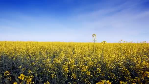 Ανθισμένα canola πεδίο και το μπλε του ουρανού. Κοντινό πλάνο. — Αρχείο Βίντεο