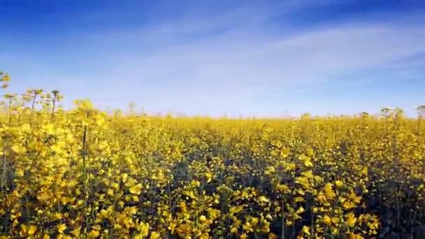 Ανθισμένα canola πεδίο και το μπλε του ουρανού. Κοντινό πλάνο. — Αρχείο Βίντεο