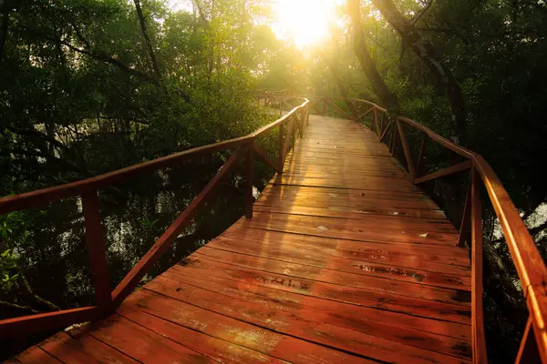 Soleil Sur Forêt Mangroves Balade Dans Canopée — Photo