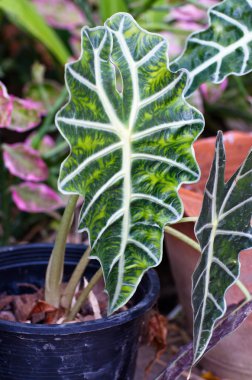 Arka bahçedeki Yeşil Yapraklar 'ın yakın çekimi. Bahçe.