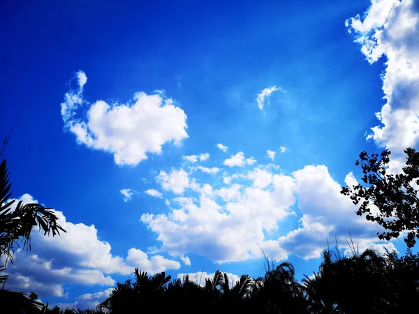 Gökyüzü ve güneş ışığı bulutların arasından geçer. Ağaç silueti.